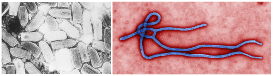 บทความ มารู้จักวัคซีนป้องกันอีโบล่ากันเถอะ